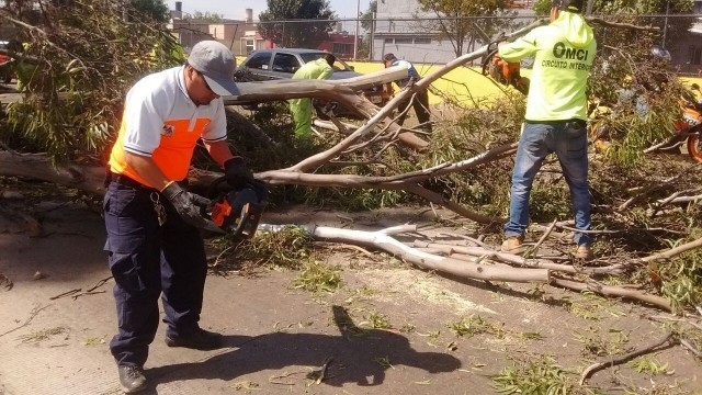 caida arbol (1).jpeg
